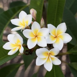 Tělová maska krémová Frangipani